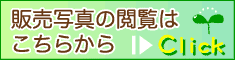 販売写真の閲覧はこちらから
